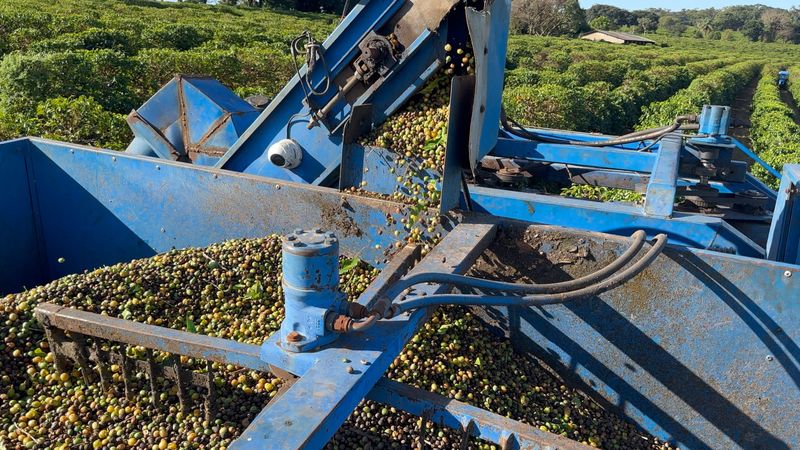 Colheita mecanizada do café com colheitadeira própria